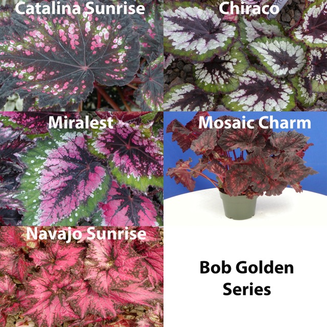 B. ‘Bob Golden series 1’